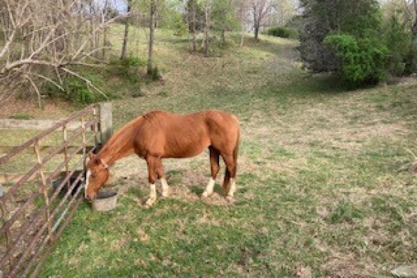 Thornhill Vacation Home