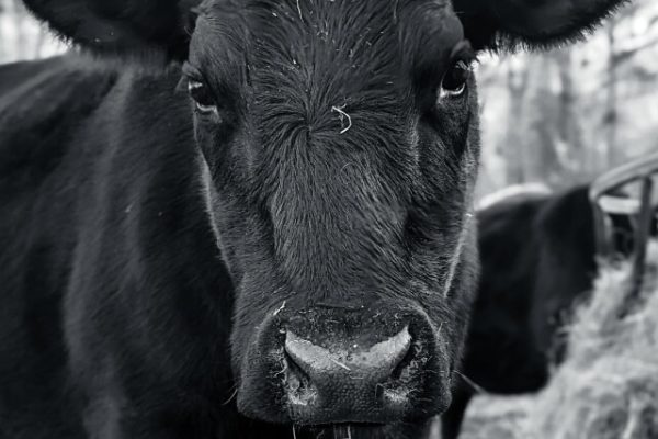 Thornhill Vacation Home